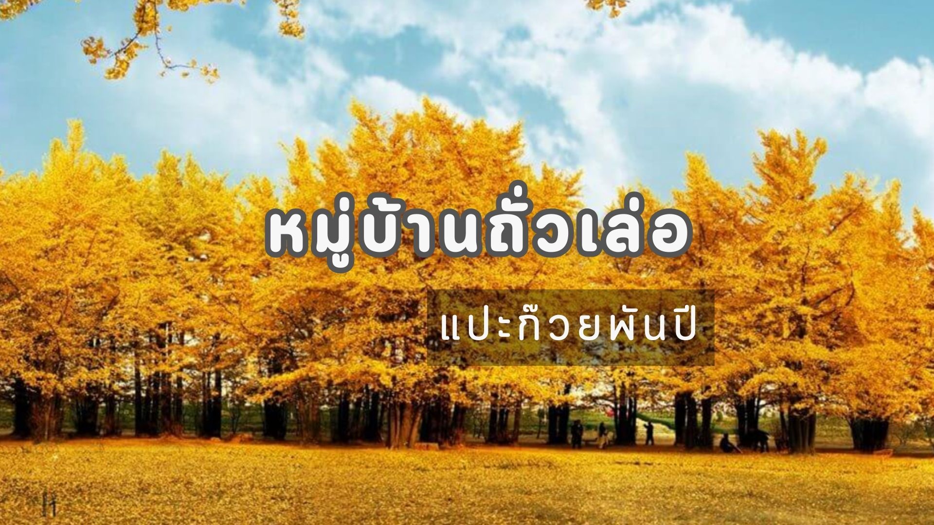 หมู่บ้านถั่วเล่อ (แปะก๊วยพันปี)