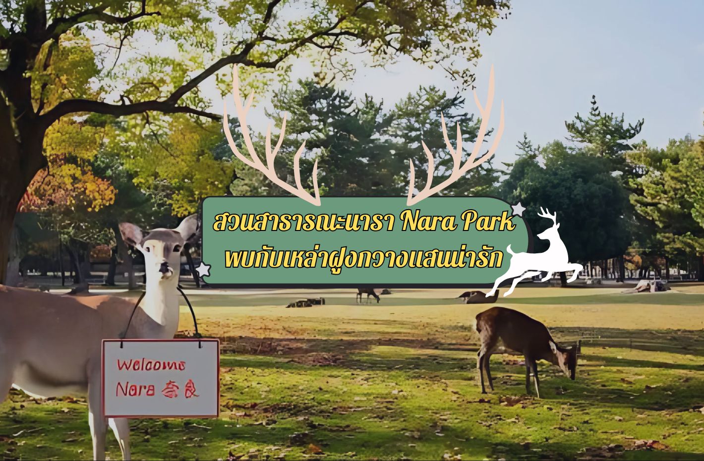 สวนสาธารณะนารา Nara Park พบกับเหล่าฝูงกวางแสนน่ารัก