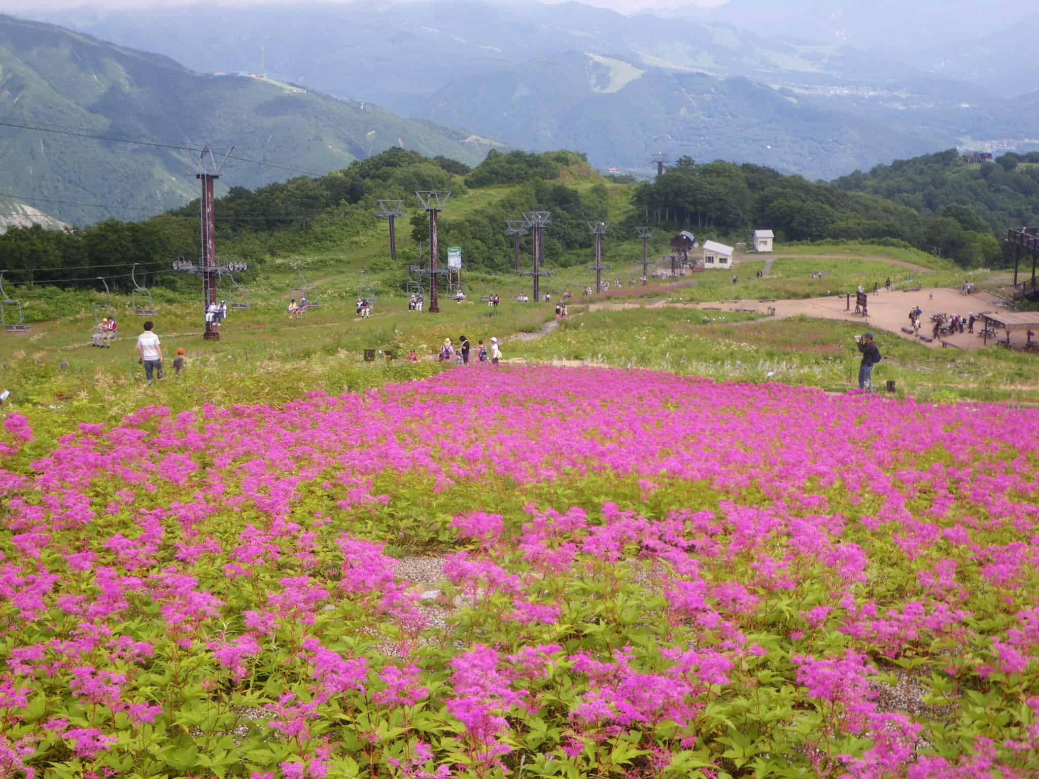 สวนพฤกษศาสตร์ฮาคุบะโกะริว (Hakuba Goryu Alpine Botanical Garden) 